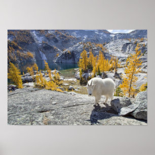 USA, WA, Alpine Lakes WIlderness Enchantments. Poster