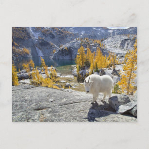 USA, WA, Alpine Lakes WIlderness Enchantments. Postkarte