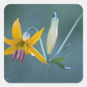 USA, WA, Rainier National Park.Kolumbien Quadratischer Aufkleber