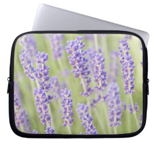 USA, WA, Sequim, Lavendel (Selektiver Fokus) Laptopschutzhülle