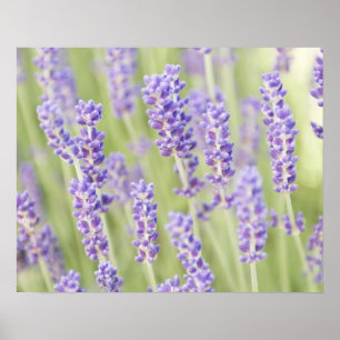 USA, WA, Sequim, Lavendel (Selektiver Fokus) Poster