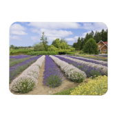 USA, WA, Sequim, Lila Haze Lavender Farm Magnet (Horizontal)