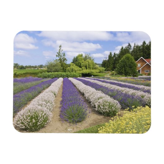 USA, WA, Sequim, Lila Haze Lavender Farm Magnet (Horizontal)