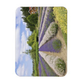 USA, WA, Sequim, Lila Haze Lavender Farm Magnet (Vertikal)