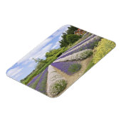 USA, WA, Sequim, Lila Haze Lavender Farm Magnet (Linke Seite)