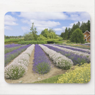 USA, WA, Sequim, Lila Haze Lavender Farm Mousepad