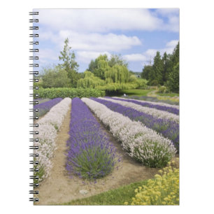 USA, WA, Sequim, Lila Haze Lavender Farm Notizblock