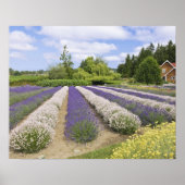 USA, WA, Sequim, Lila Haze Lavender Farm Poster (Vorne)
