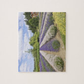 USA, WA, Sequim, Lila Haze Lavender Farm Puzzle (Vertikal)