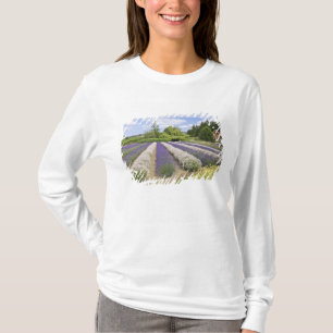 USA, WA, Sequim, Lila Haze Lavender Farm T-Shirt