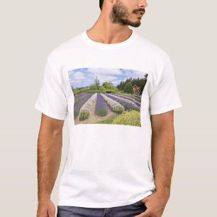 USA, WA, Sequim, Lila Haze Lavender Farm T-Shirt