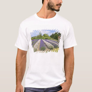 USA, WA, Sequim, Lila Haze Lavender Farm T-Shirt