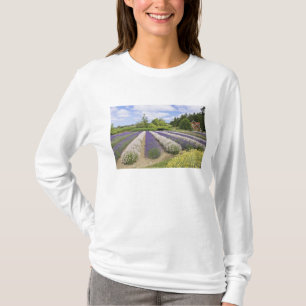 USA, WA, Sequim, Purple Haze Lavender Farm T-Shirt