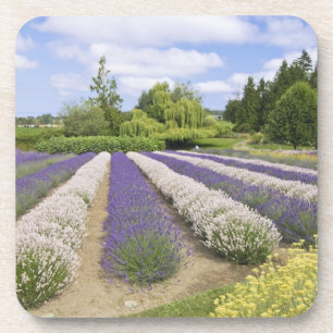 USA, WA, Sequim, Purple Haze Lavender Farm Untersetzer