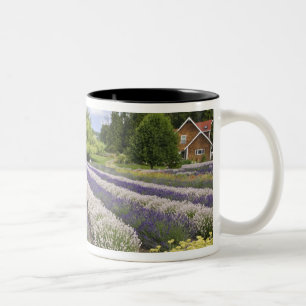USA, WA, Sequim, Purple Haze Lavender Farm Zweifarbige Tasse