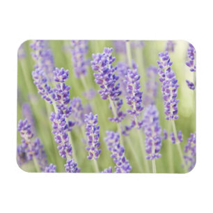 USA, WA, Squim, Lavendel (Selektiver Fokus) Magnet