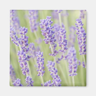 USA, WA, Squim, Lavendel (Selektiver Fokus) Magnet