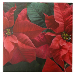 USA, WA, Weihnachtsstern Detail (Euphorbia Fliese