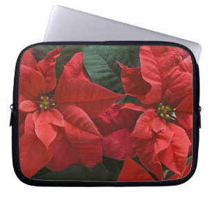 USA, WA, Weihnachtsstern Detail (Euphorbia Laptopschutzhülle