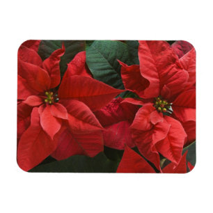 USA, WA, Weihnachtsstern Detail (Euphorbia Magnet