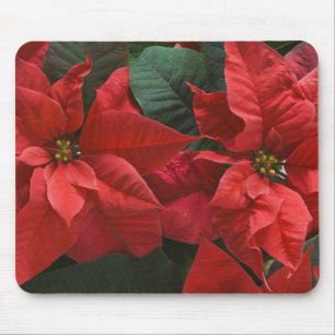 USA, WA, Weihnachtsstern Detail (Euphorbia Mousepad