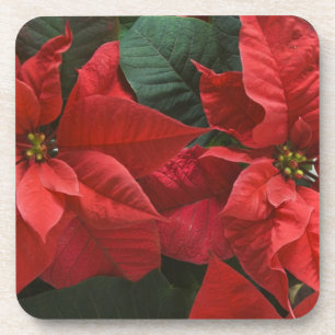 USA, WA, Weihnachtsstern Detail (Euphorbia Untersetzer