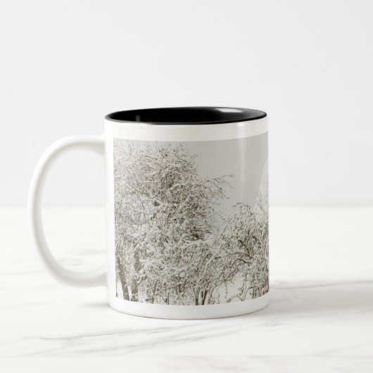 USA, WA, Whidbey Island. Zweifarbige Tasse (Links)