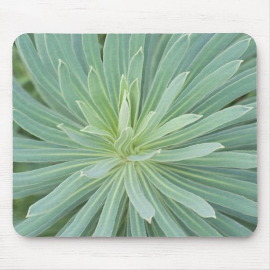 USA, Washington, Bellevue, Bellevue Botanical 4 Mousepad (Vorne)