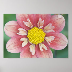 USA, Washington, Bellevue, Bellevue Botanical Poster