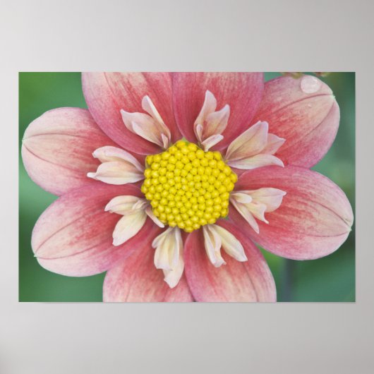 USA, Washington, Bellevue, Bellevue Botanical Poster (Vorne)