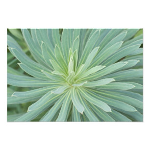USA, Washington, Bellevue, Bellevue Botanischer Ga Fotodruck