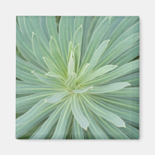 USA, Washington, Bellevue, Bellevue Botanischer Ga Magnet