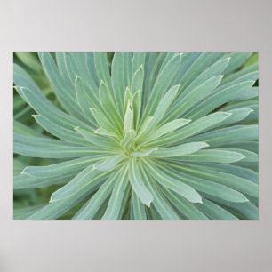 USA, Washington, Bellevue, Bellevue Botanischer Ga Poster