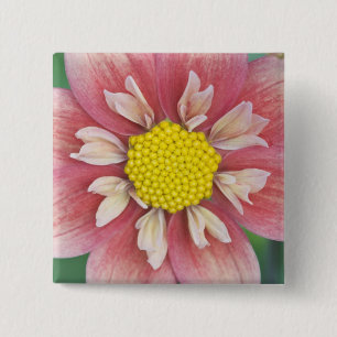 USA, Washington, Bellevue, Bellevuer Botanischer G Button