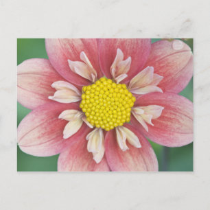 USA, Washington, Bellevue, Bellevuer Botanischer G Postkarte