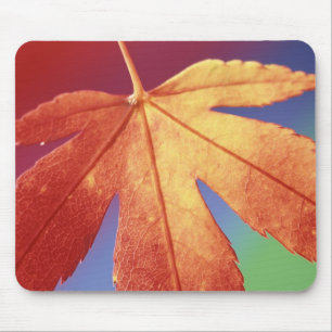 USA, Washington, Bellingham. Kredit als: Steve Mousepad