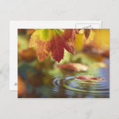 USA, Washington, Bellingham, Naher Herbstauflauf Postkarte (Vorne/Hinten)