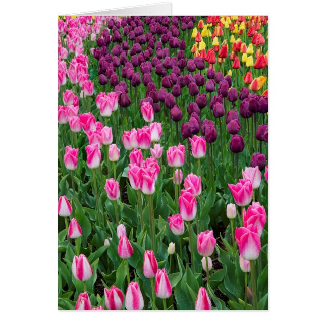 USA, Washington. Blühende Tulips (Vorne)