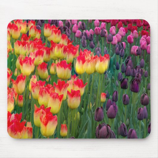USA, Washington. Blühende Tulips 2 Mousepad (Vorne)