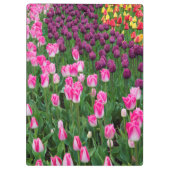 USA, Washington. Blühende Tulips Klemmbrett (Rückseite)