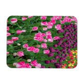USA, Washington. Blühende Tulips Magnet (Horizontal)
