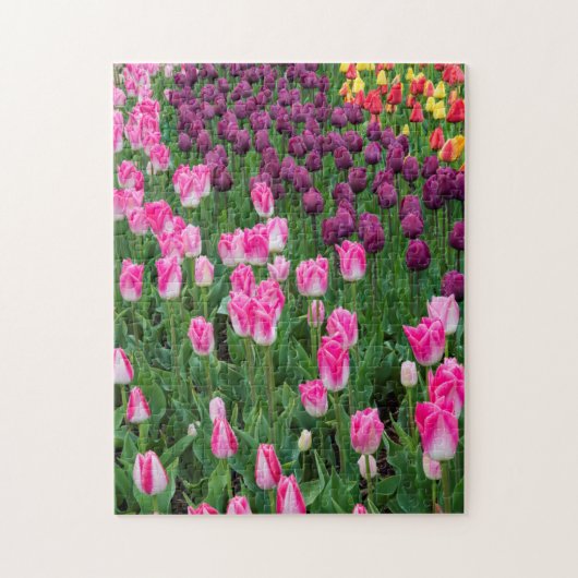 USA, Washington. Blühende Tulips Puzzle (Vertikal)