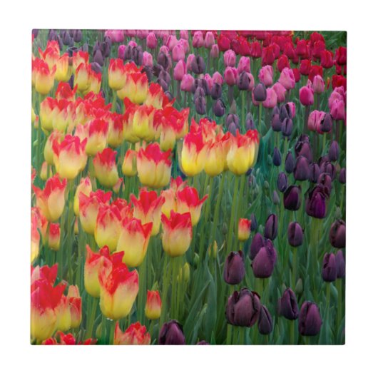 USA, Washington. Blühende Tulpen 2 Fliese (Vorderseite)