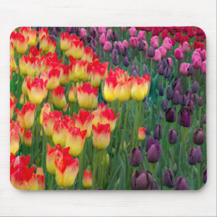 USA, Washington. Blühende Tulpen 2 Mousepad