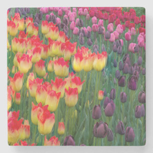 USA, Washington. Blühende Tulpen 2 Steinuntersetzer