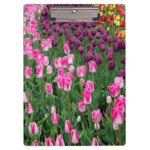 USA, Washington. Blühende Tulpen Klemmbrett