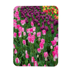 USA, Washington. Blühende Tulpen Magnet