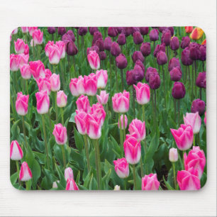 USA, Washington. Blühende Tulpen Mousepad