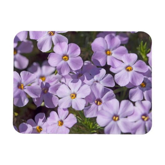 USA, Washington, Cascade Range 6 Magnet (Horizontal)