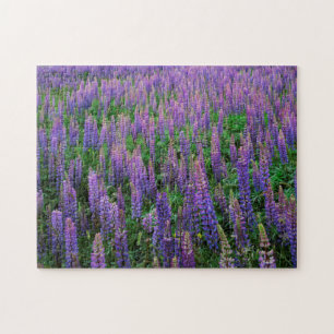 USA, Washington, Clallam County, Lupine Puzzle